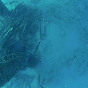 This Is A Gigantic School of One of Most Highly Sought Fish! | The Lawless Tide