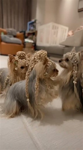 超萌約克夏三姊妹！金色女神變身記 🐶✨