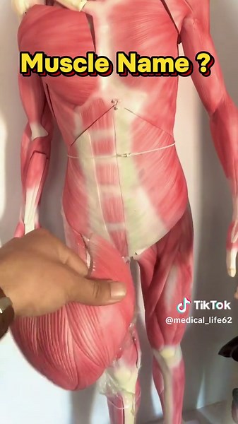 Understanding Muscle Names in Anatomy for Medical Students