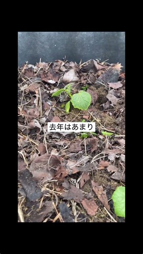 きゅうりの苗を地植えしてみた🥒収穫できるかな？