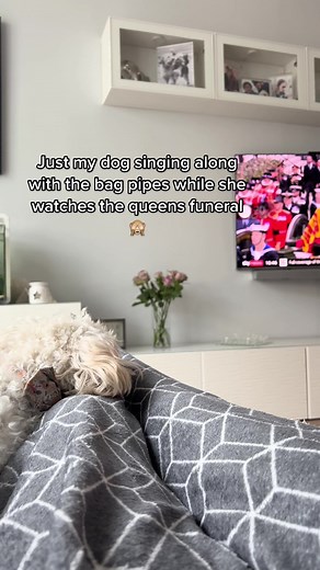 Dog Singing Along to Bagpipes at Christmas