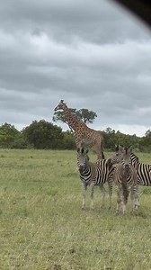 Zebra 🦓 and Giraffe 🦒 #wildlife #zebra #giraffe | Wildest Kruger Sightings