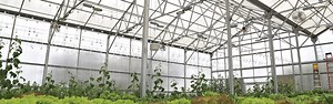 5 Of The Most Common Questions Regarding Greenhouse Materials | GrowSpan