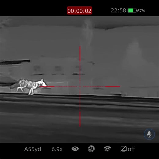 Coyote Hunting Techniques for Successful Pursuits