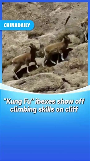 #FunChina "Kung Fu" stars in wild! A group of 22 Siberian ibexes "showed off" their climbing skills on a cliff in Baicheng county, Northwest China's #Xinjiang. Siberian ibexes live mostly on steep slopes and rocky scree areas at an altitude of 3,500 to 6,000 meters. | China Daily