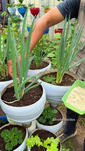 application of dolomite lime #gardeningideas #gardening #garden #farming #gardeningtips