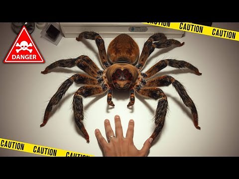 Scientists Just Found a Giant Spider That May Have Hunted Dinosaurs!
