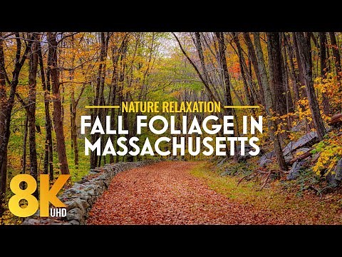 Peak Fall Foliage in Massachusetts 8K | Autumn Colors of Forests, Waterfalls & Real Nature Sounds