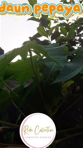 Daun Pepaya Pahit Berkhasiat | Powerful Benefits of Papaya Leaves