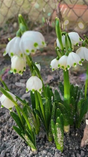 First Signs of Spring: Snowdrops Blooming in Nature#Snowdrops#springflowers #flowers#DelicateBloom
