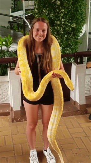 Girl with big python snake #python #snake #snakevideo #girlwithsnake #viralvideo