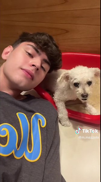 Adorable Chihuahua's Cozy Indoor Adventures