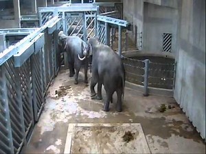 páření Mekong+Shanti Zoo Praha