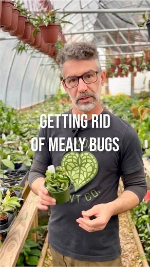 8.7K views · 83 reactions | Mealy Bugs are a common plant pest. Especially for Hoyas. Here’s what we suggest to get rid of them. #plantpests #mealybugs #hoyacompacta #hoya #plants #plantlover #plantas | Canopy Plant Co. | Facebook