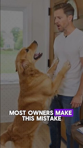 Why Your Dog Won’t Stop Barking #shorts