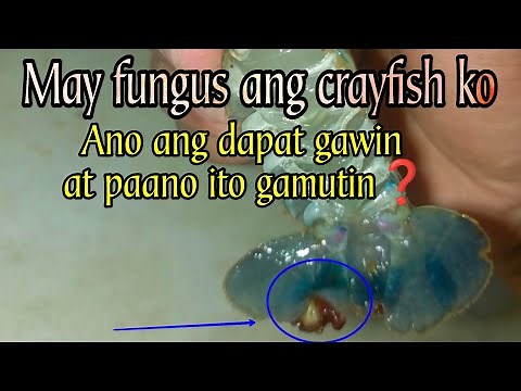Fungus sa crayfish paano gamutin?