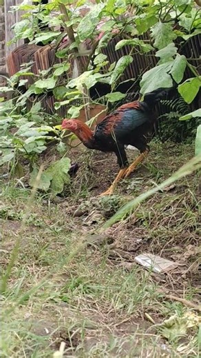 Why Is This Chicken Scratching So Much?