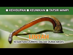 LIUR LINTAH YANG MENAKJUBKAN MENJADI PANYELAMAT MANUSIA