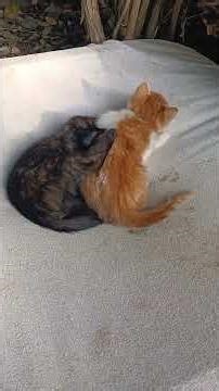 kedilerin tatlı oynu 😺😺😺🐈😺😺😺🐱🐱🐱😺😺😺🐈🐈🐈🐈🐈