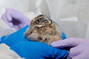 93K views · 2.4K reactions | Thanks to some quick work, these little owls are owl right. 黎 | San Diego Zoo Safari Park | Facebook