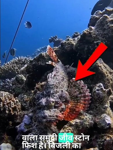 6 Deadliest Ocean Creatures That Can Kill Humans 😱🌊