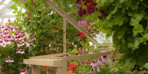 Small-space gardening: The rise of patio glasshouses and what to grow
