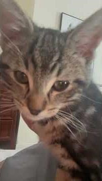 😻 Catflix & Chill: The Ultimate Cuddle Bug! Why You Should Rescue ❤️