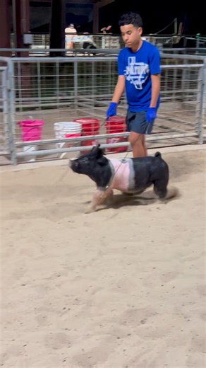 We love updates from Our Customers this Incredible Buckle Bunny X Backdrop X Never Before barrow WOW 🤯 🤯🤯🤯🔨🔨🔨🔨🔨🔨🔨🔨🔥🔥🔥🔥🔥🔥🔥🔥🦴🦴🦴🦴🦴🦴🦴🦴🦴🧨🧨🧨🧨🧨🧨🧨🧨🧨!!!! | Hankins Show Pigs