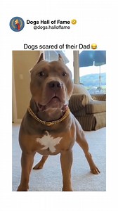Dogs possess cognitive awareness of rule-breaking, demonstrating guilt responses before owners discover transgressions. Canine guilt isn't anthropomorphic projection—scientific studies confirm dogs display anticipatory stress behaviors when they've violated established household rules, showing they understand cause-effect relationships between actions and consequences. The classic guilty dog posture includes specific physiological markers: lowered head positioning, averted eye contact, tucked ta