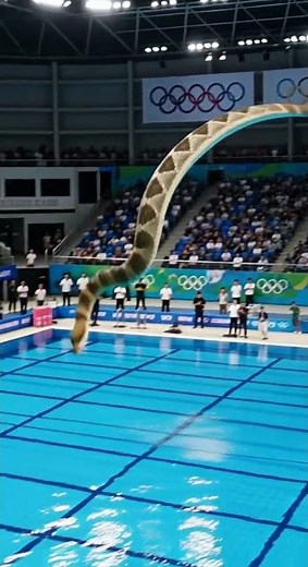 Arizona Black Rattlesnake Takes the Olympic High Dive | A-Z Animals