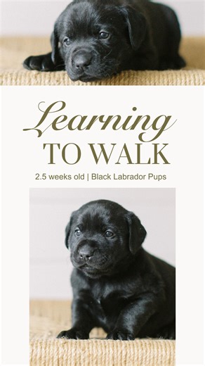 Watch as our 2 week old Black Labrador puppies learn to fully walk for the first time rather than their newborn crawl around the welping box. This is always such an exciting time for a litter because it’s a milestone that launches them into an adventurous life 🖤🐾 Isn’t it adorable?!?! Cheer them on below!👇🏻 #blacklabrador #labradorpuppies #labradorpuppiesofinstagram #learningtowalk #labradorpuppy #labradorlove | Heritage Creek Labs