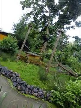 Affen schreien im Zoo | monkeys screaming at zoo