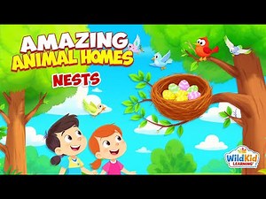 Amazing Animal Homes 🐦 | All About Nests | WildKid Learning