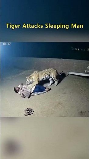 Tiger Bites Sleeping Man – CCTV Footage