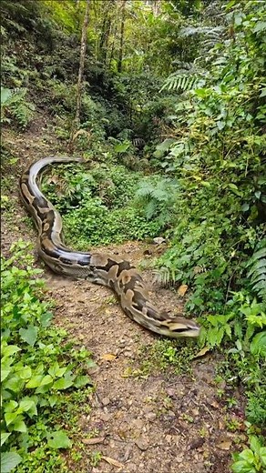 There's a python over there. part 4