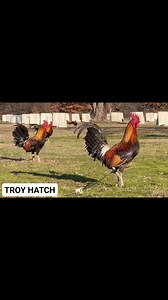 TROY HATCH STAGS CRIADORES DE GALLOS EN MEXICO - ESTADOS UNIDOS USA PACION POR El GAllO fINO TROY_GAME FOWLS FANS #gamefowlbreeder #americangamefowl #troyfarms #gamefowlnation #gallosdecombate #gamefowl #gamefowlmexico #gamefowllovers #gamefowlmexicanos #sabongnation #sabongislife #california #texas #miami #Washington #Illinois #Michigan #Mississippi #santiago #mexico #Colorado #Arkansas #highlights #Pennsylvania | troy__gamefarm