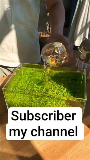 How I Built a Filter-Free Mini Eco Aquarium | Natural Aquascape for Beginners #fishaquarium #shorts