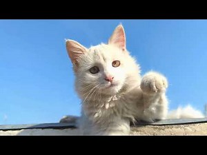 Cat Meowing Sounds Real Meows That Make Cats Respond