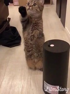 5.5K views · 80 reactions | First encounter between kitty and humidifier, that's the definition of meet-cute. | Funny Viral Videos | Facebook