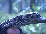 New research reveals mysteries of alligator growth and reproduction