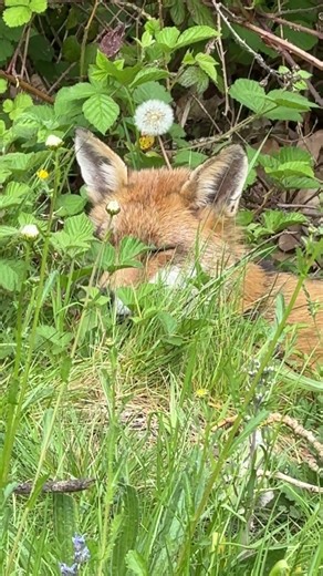 "Red fox rests near bushes in Kensington Gardens on a sunny late afternoon 🦊🌿☀️"