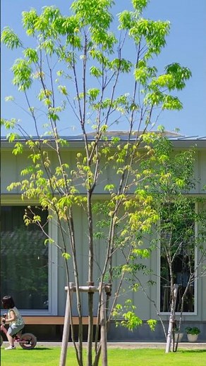 【緑溢れるお庭があるお家】