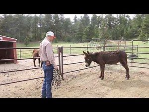 Working with my New Donkeys