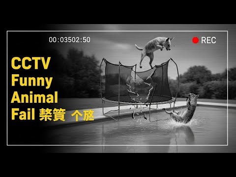 CCTV Animals Jump → Fail → Pool Splash 😂 | Funny Animal Falls"