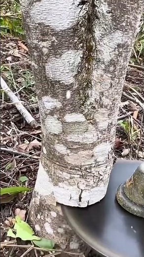The following is a process of cutting a PVC pipe tree using a chainsaw.