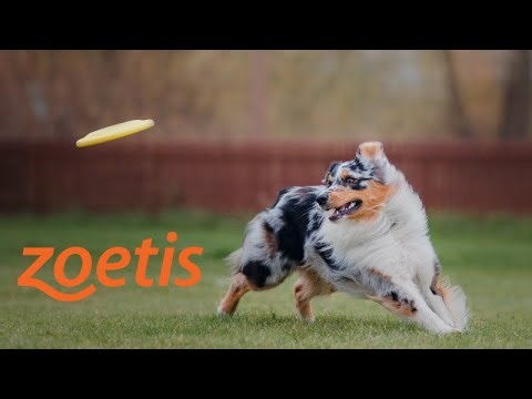 Different Dogs, Different Paths: Insights into Personalized OA Pain Management