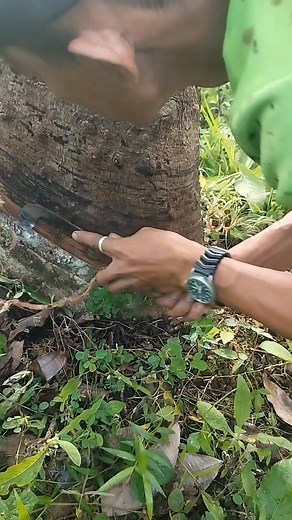 #tappengrubbertree #fbreelsfypシ゚viralシ #highlightseveryonefollowers #eliasjtv #viralreelsfacebook #viral2025 #followersreels #viralvideochallenge #videograms #storefront | Dodzkie vlog TV idol