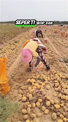 Potatoes in China are so fertile #funny #farming #agriculture #fruit #viral #shorts #shortsfeed #...