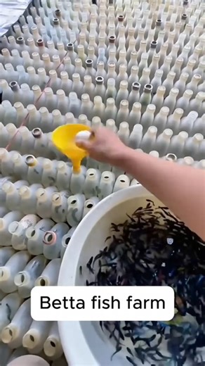 ITS NOW BETTA BOTTLING TIME🔥#bettabottling#bettafish#fish#aquarium#bettafry#trending#viral#shorts