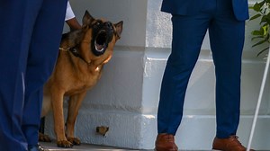 Commander, el perro de Joe Biden, muerde a un agente del servicio secreto. Con este ataque ya son más de 10 casos en los que Commander agrede a un funcionario de la Casa Blanca. ✅ Sigue esta y más noticias las 24 horas en ViX  https://bit.ly/37q2XXw | Univision Chicago | Facebook